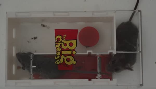 Multi-Catch élvebefogó egércsapda egérfogással