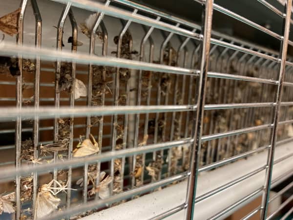 Elektromos rovarcsapda telített belső rovarölő rács